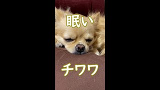 眠そうで寝ないチワワ。#Shorts