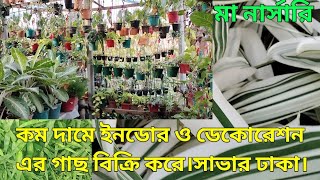 কম দামে ইনডোর ও ডেকোরেশনের গাছ কিনুন।মা নার্সারি। সাভার ঢাকা। kawsar green farm