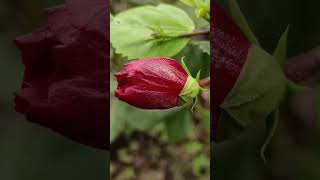 Hibiscus Flower | Red Color | Flowers Lovers | जास्वंद फुल| trending |Nature Viewers |#happynature4u