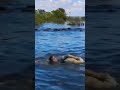 unik❗cara menggembala ratusan kerbau di tengah danau. shorts