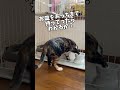 ごはんくださいアピールのクセが強いねっこ shorts 猫 保護猫 cat