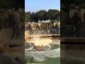 Elephant Falls of Cliff in Enclosure! #shorts