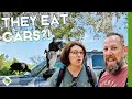 Everglades National Park in One Day | Things To Do Near Miami | RV Life