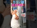 ボス猫カリン様が待合室を出たくないと唸り声‼️ shorts