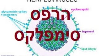 הרפס סימפלקס, שלבקת, Herpes, הרפס בשפתיים, הרפס זוסטר, הרפס טיפול טבעי, טיפול למניעת הרפס