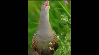 Corncrake bird voice ❤️ #birds #corncrakevoice #birdsounds #nature #birdslover #birdsongs