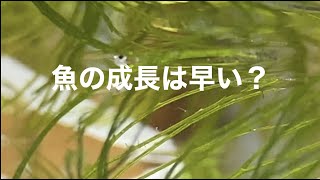 ベタ稚魚成長の記録