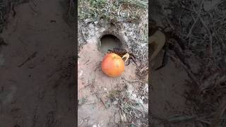 Survival Skills:SIMPLE ideas and USEFUL about CRAB with APPLES in forest.#survival #bushcraftskills