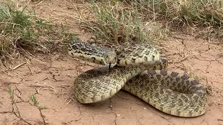 Angry Bull Snake