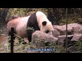 8 17シャオシャオの暴れっぷりにママもレイレイも振り回されるgiantpanda @tokyo 上野動物園