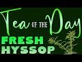 Tea of the Day #68 - FRESH HYSSOP