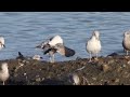 1cy caspian gull shawell sandpit