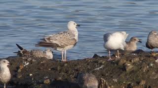 1CY Caspian Gull, Shawell Sandpit