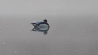 F0043　大分川　朝靄にツクシガモ　Oita River   Common shelduck in the morning mist