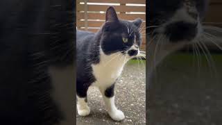 【伏見稲荷】撫でるのをやめるな！と訴えてくるハチワレ猫ブチブチ　Cat gets angry when you stop stroking