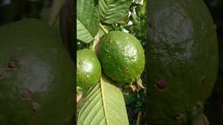 The original look of guava fruit during rainy season#fruit#guava#shorts#backyardgardening#nheyolly