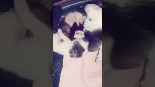 පුංචි මී පැටව් 😁😇❤❤️cute kitten babys |Baby kitten #shorts #trending #viral #cutekitten #kitten #fyp