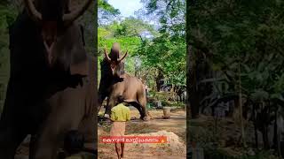 elephant ആനക്ക് പാപ്പാൻ ഇങ്ങനെ കൊടുത്താലേ ഫുഡ്‌ കഴിക്കു 🤷‍♂️#viral #shorts #todaylive