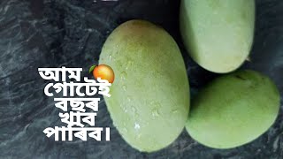 Mango এনেকৈ আম খাইছেনে?অতি সহজ উপায়েৰে গোটেই বছৰ খাব পাৰিব।😍🥭⚱️#assamesevlogsbytoon