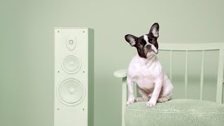 Adoptify/ Spotify Case Study