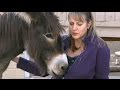 Animal Communicator Sharon Loy Mini Documentary