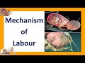 Mechanism of Labour | Seven Cardinal Movements of Labour | Labor and Delivery | Labor and Birth