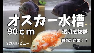 オスカー90ｃｍ水槽　8カ月レビュー　殺菌灯効果？