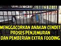 MENGGACORKAN ANAKAN CENDET, proses penjemuran dan pemberian extra fooding