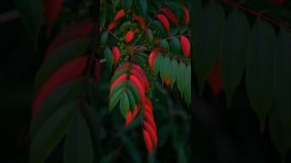 紅の蝶とコラボ#山内惠介 #shorts#紅の蝶#Nikon#カメラ好きと繋がりたい #蜘蛛の巣#スライドショー#組写真#演歌歌手 #japanesemusic #写真日記