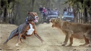 Lion Vs Pitbull Fight Video - Pitbull vs Lion Comparison - PITDOG