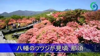 八幡のツツジが見頃 那須