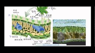 國一生物_植物葉的構造【莫斯利國中自然科學】【國中生物】