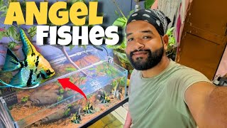 Adding  ANGEL FISHES into My 2.5 Feet planted AQUARIUM!!