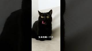 【栗子的日常】有人給它取個名字嗎？？？ #貓咪 #可愛 #tiktok #萌寵