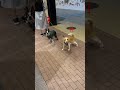 飼い主が出てきた反応がそれぞれ違う犬達 ボストンテリア bostonterrier dog ビーグル