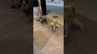 飼い主が出てきた反応がそれぞれ違う犬達 #ボストンテリア #bostonterrier #dog #ビーグル