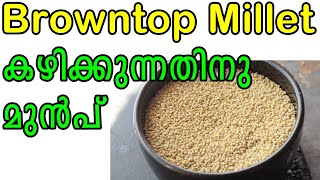 Browntop Millet  കണ്ടിട്ടുണ്ടോ ? | Browntop Millet in Malayalam #millets