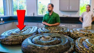 सांप तो बहुत देखे होंगे लेकिन ऐसे सांप पहले कभी नहीं देखा होगा | Snakes Videos | Poisonous Snakes