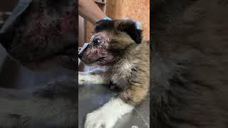 Might get banned for this video, watch till the end, rarest puppy face, amazing transformation