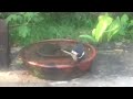 A beautiful Oriental Magpie Robin enjoying in birdbath. #magpierobin