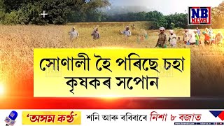 আহাৰ-শাওনৰ চহা কৃষকৰ সেউজীয়া সপোনবোৰ সোণালী হৈ পৰিছে ৷