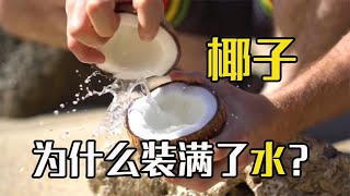 為解渴而生？椰子裏面為什麽全是水？從椰子皮講起