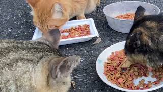 久しぶりに餌やりさんが多い餌場に行ったら、みんなまるまるしてて、元気そうだった