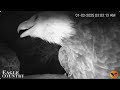 two owl attacks in one night eagle country live nest cam live cow cam live bayhead cam