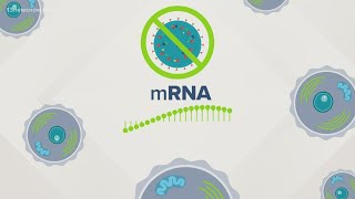 Understanding mRNA COVID-19 vaccines