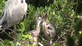 アオサギの幼鳥