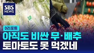 아직도 비싼 무·배추…토마토도 못 먹겠네 / SBS / #D리포트