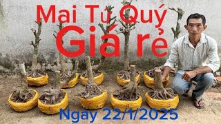 Văn 📲 0939015952 gl phôi mai tứ quý giá rẻ, ngày 22/1/2025.