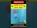 navy soldier flag hoisting 😱 నీటిలో జండా amazingfacts truefacts shorts