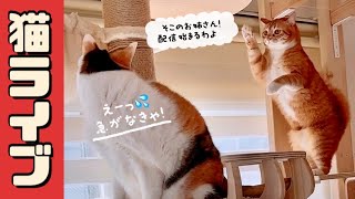 2025.2.8　ニャンコ部屋から生放送！〜猫らの寝相ウォッチング〜